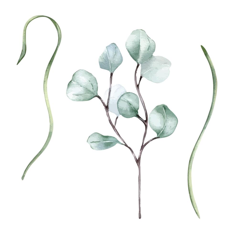 芳香藥草 插畫